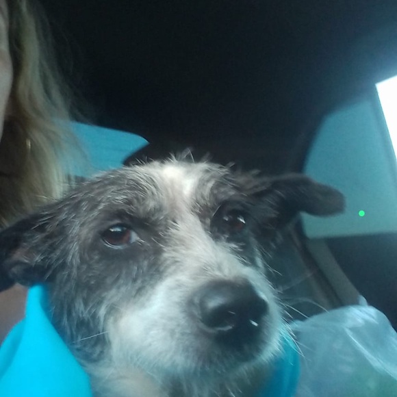 Here are some of my rescues ❤️ will add pics of every saved animal 🙏 - Picture 7 of 12